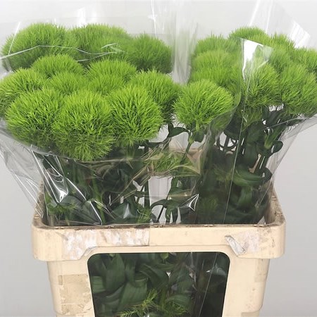 Carnation Green Trick XL
