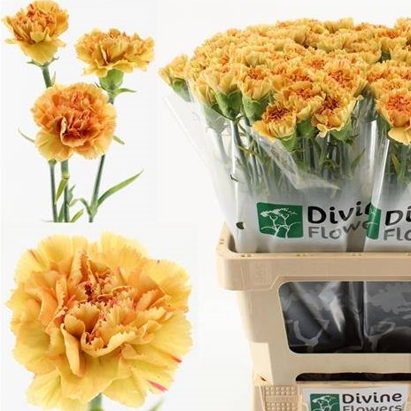 Carnation Happy Haru