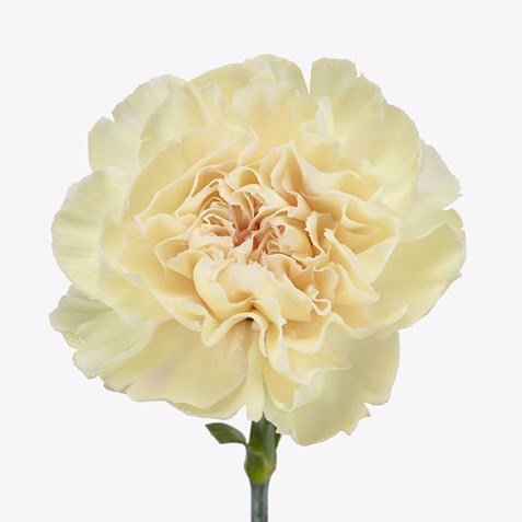 Carnation Happy Tea