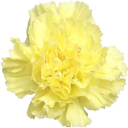 Carnation Hermes
