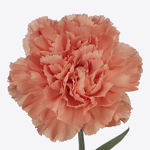 Carnation Hermes Orange