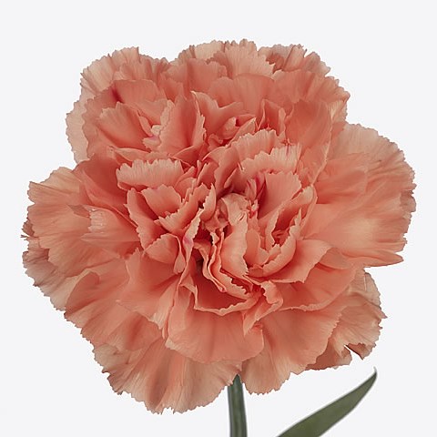 Carnation Hermes Orange