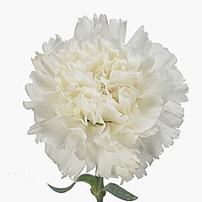 Carnation Holly