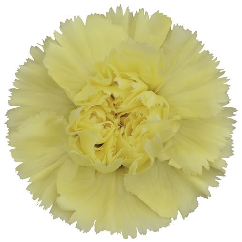 Carnation Ilias