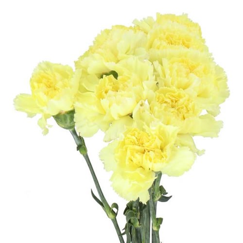 Carnation Janeiro