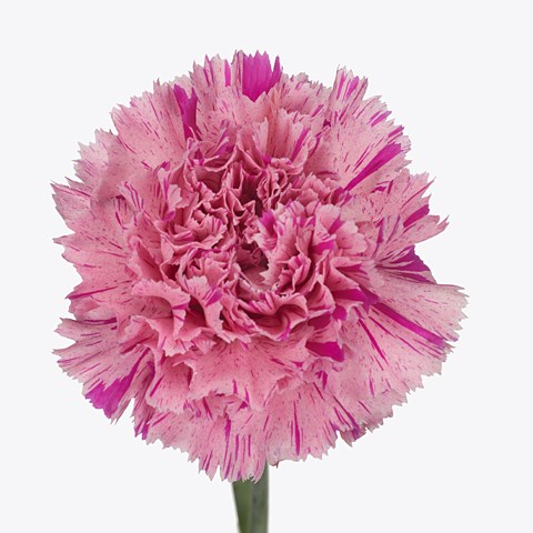 Carnation Jubilee