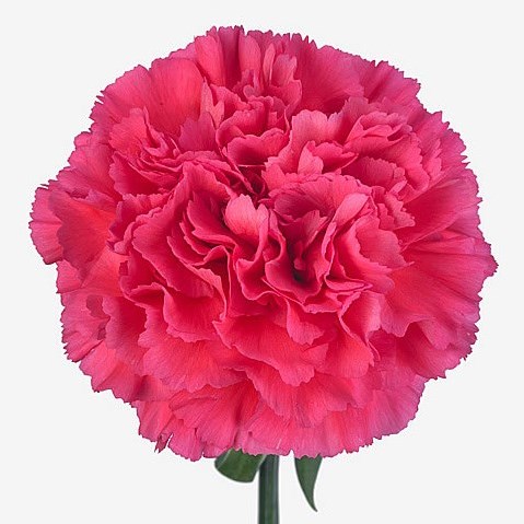 Carnation Kirsi