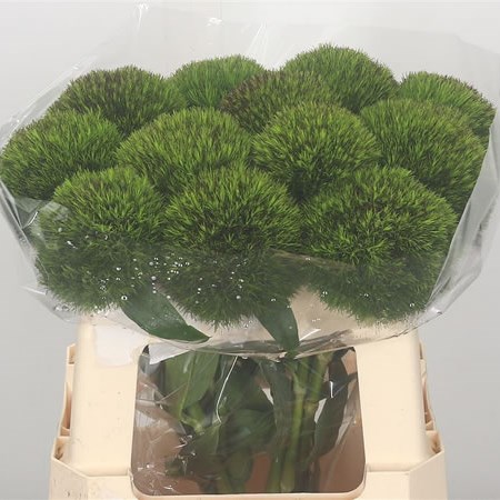 Carnation Kiwi Cherry (Extra)