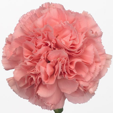 Carnation Kleos