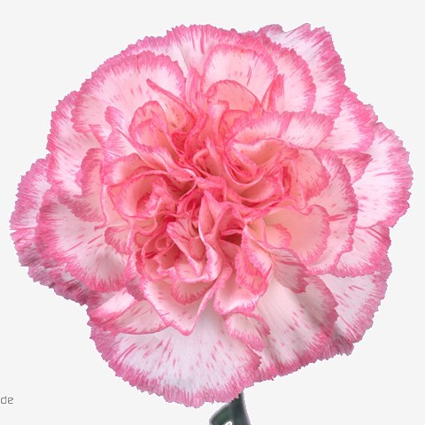 Carnation Komachi