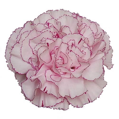 Carnation Kristina