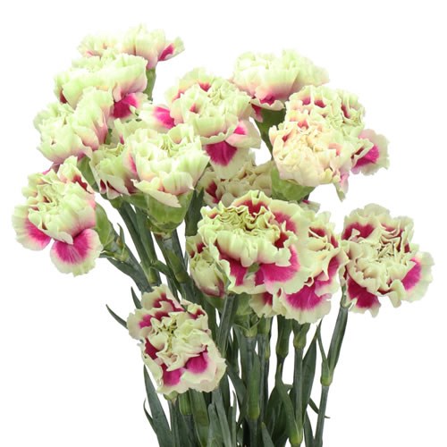 Carnation Lady Amiga
