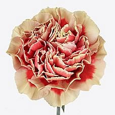 Carnation Lady Joy
