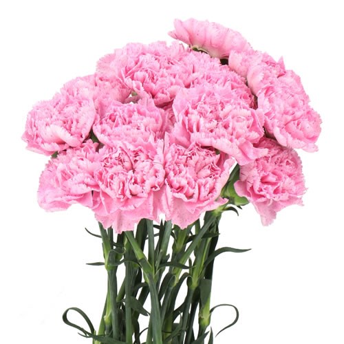 Carnation Lavender Pixel 60cm | Wholesale Dutch Flowers & Florist