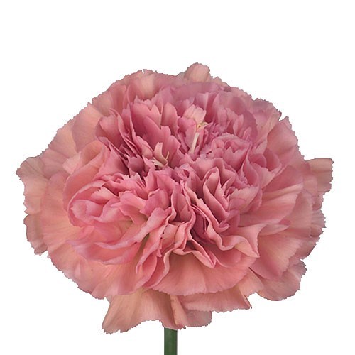 Carnation Lege Pink