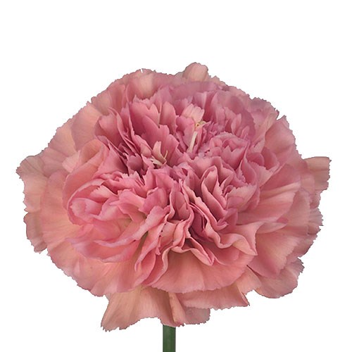 Carnation Lege Pink
