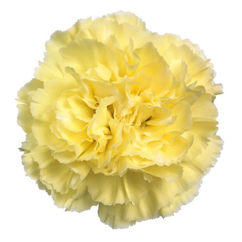 Carnation Liberty