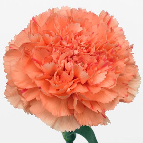 Carnation Lion King 70cm | Wholesale Dutch Flowers & Florist Supplies UK