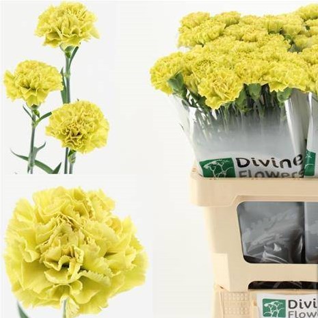 Carnation Mali