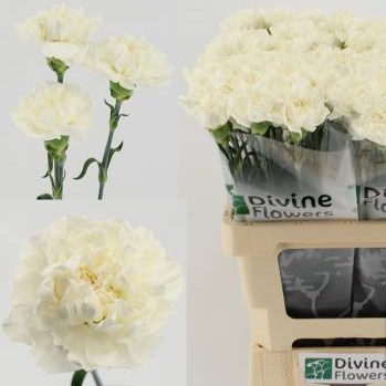Carnation Maruchi Bianco