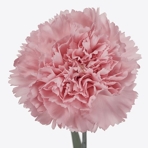 Carnation Marvellous