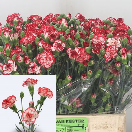 Carnation Minueto
