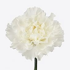 Carnation Mont Blanc