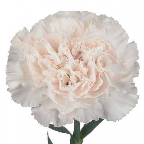 Carnation Moon Golem