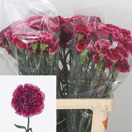Carnation Nautilus