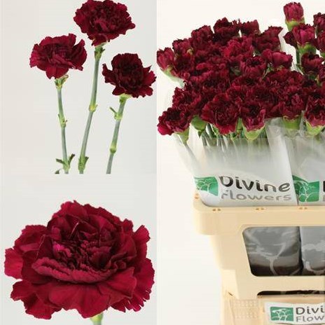 Carnation Neptune