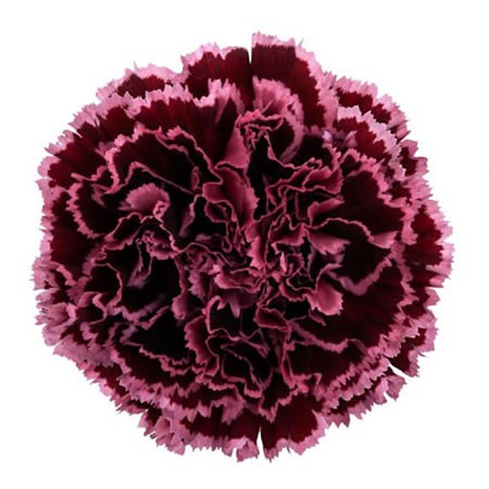 Carnation Nobbio Burgundy
