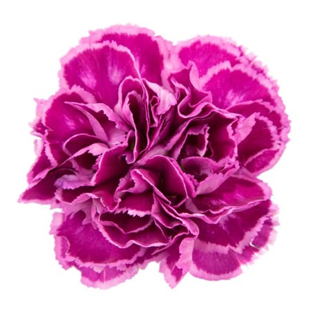 Carnation Nobbio Cherry