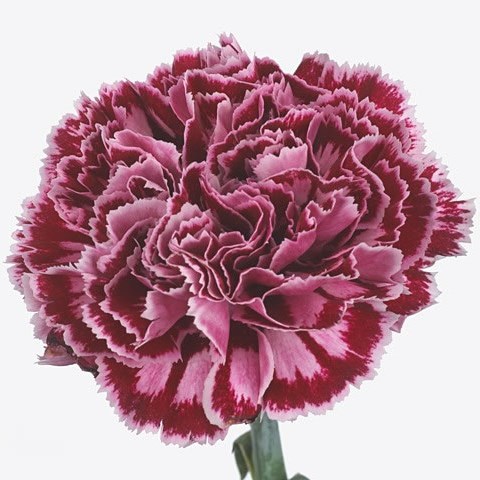 Carnation Nobio Spotlight 65cm | Wholesale Dutch Flowers & Florist ...
