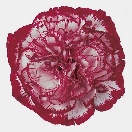 Carnation Noblesse