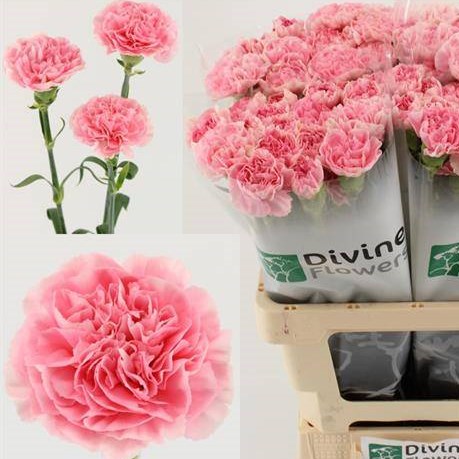 Carnation Noosa