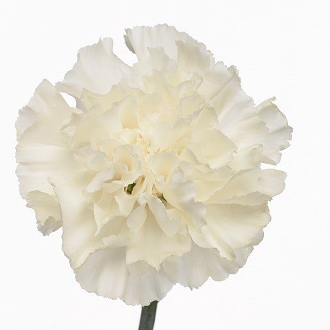 Carnation North Wind