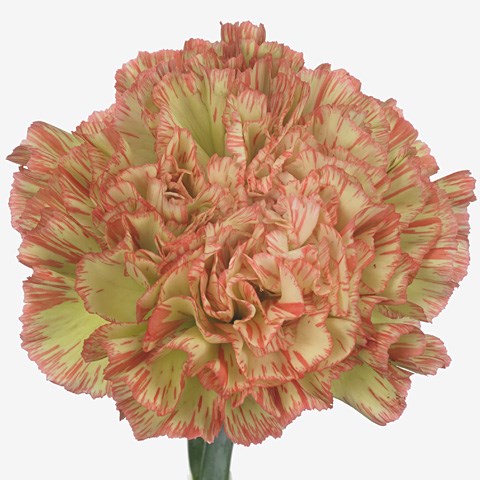 Carnation Nowo