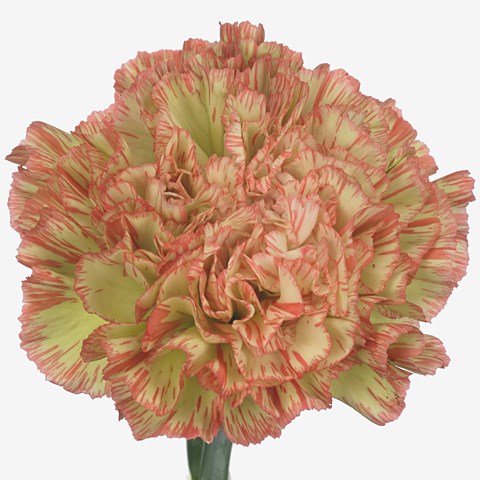 Carnation Nowo
