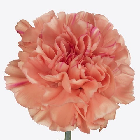 Carnation Oasis