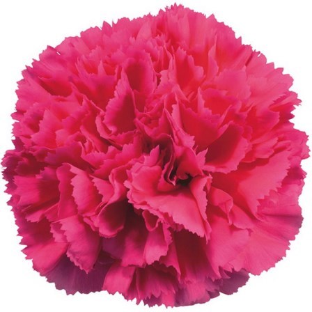 Carnation Oviedo