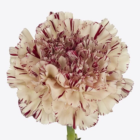 Carnation Paoletto. 