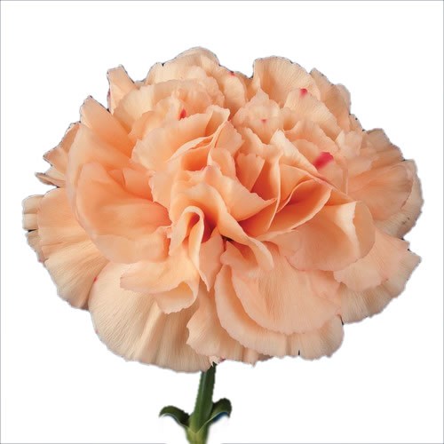 Carnation Pareo