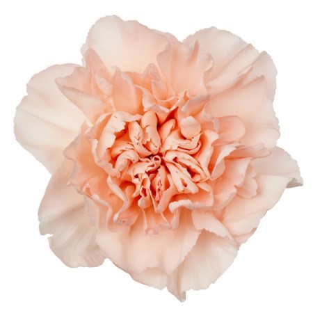 Carnation Peach