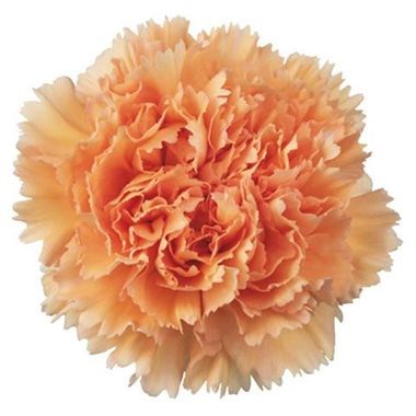 Carnation Peachy Mambo