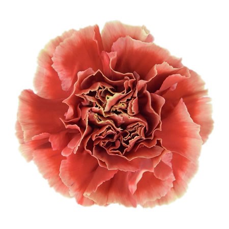 Carnation Piet