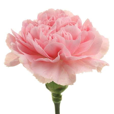 Carnation Pink Montezuma