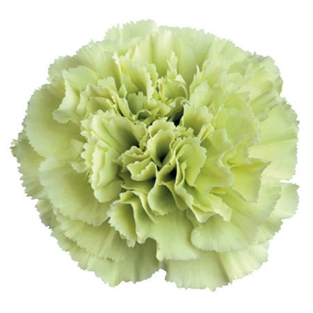 Carnation Prado Mint