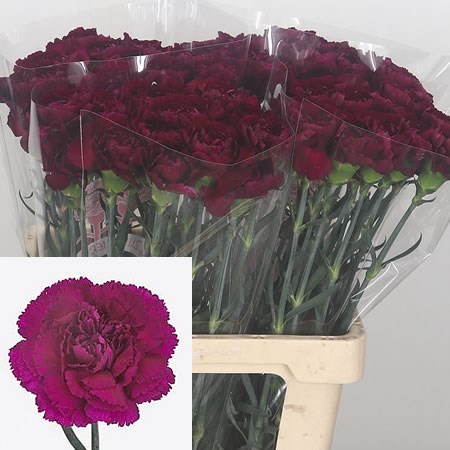 Carnation Purple Damascus