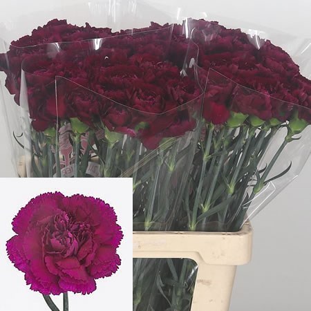 Carnation Purple Damascus