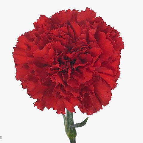 Carnation Red Magic